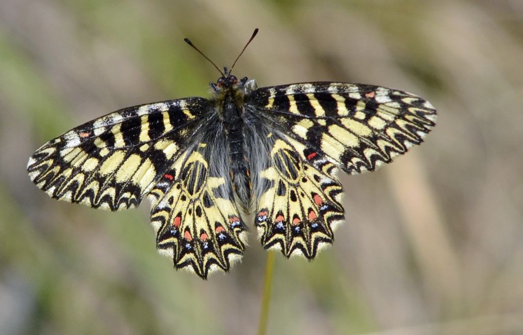 Zerynthia polyxena